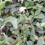 Malva moschata অভ্যাস