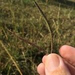 Dichanthium aristatum Fruit