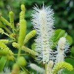 Mimosa caesalpiniifolia Λουλούδι