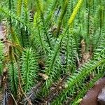 Lycopodium annotinum Yaprak