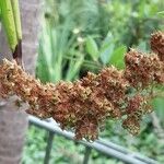 Spiraea salicifolia ফল