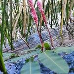 Persicaria amphibiaKukka