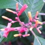 Hamelia patens Fiore