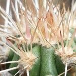 Pachycereus pringlei Leaf