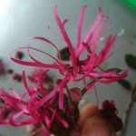 Loropetalum chinense Kwiat