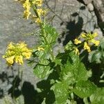 Barbarea vulgaris Habit