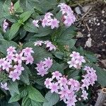 Pentas lanceolataᱵᱟᱦᱟ