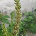 Amaranthus hybridus പുഷ്പം