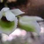 Eurychone rothschildiana Květ