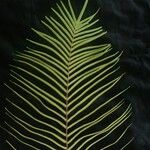 Pteris vittata Foglia