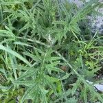 Cirsium vulgare Лист