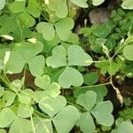 Oxalis dillenii Leht