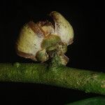 Uvariodendron molundense Flor