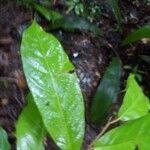 Neocalyptrocalyx leprieurii Leaf