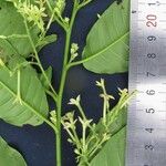 Cestrum racemosum Other