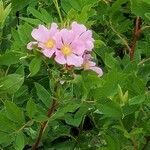 Rosa woodsii Flower