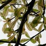 Terminalia mantaly Blad