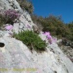 Erodium rodiei Облик