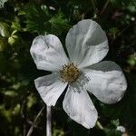 Rubus deliciosus Flower