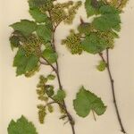 Vitis riparia x Vitis rupestris Other