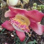 Couroupita guianensis Kwiat