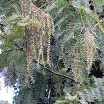 Metasequoia glyptostroboides Hu & W.C.ChengVaisius