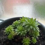 Sempervivum globiferum Folla