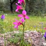 Gladiolus illyricus 整株植物