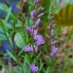 Polygala polygama Цвят