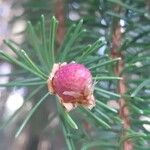 Picea breweriana Blomst