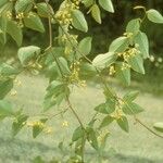 Smilax glauca ശീലം