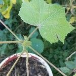 Hibiscus mutabilis Leaf