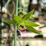 Eulophia euglossa Flower