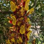 Thunbergia mysorensis Õis