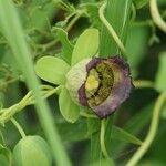 Codonopsis ussuriensis Blomst