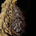 Raphia regalis Fruit