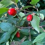 Cornus masFrucht