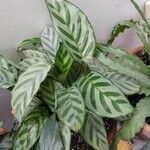 Calathea concinna Leaf