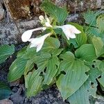 Hosta plantaginea 花