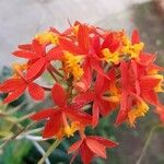 Epidendrum ibaguense Kvet