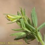 Ononis breviflora പുറംതൊലി