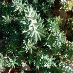 Euphorbia pithyusa Folha