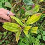 Oxyspora paniculata Blatt