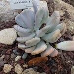 Pachyphytum bracteosum অভ্যাস