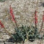 Penstemon centranthifolius Хабит