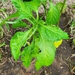 Stachytarpheta indica Feuille