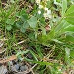 Trifolium occidentale Blomma