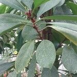 Ficus cyathistipula Yaprak