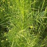 Peucedanum officinale Yaprak