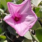 Ipomoea pes-capraeFlor